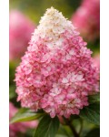 Гортензія волотиста ‘Лівінг Колорфул Коктейль’|Hydrangea paniculata  ‘Living Colorful Cocktail’|Гортензия метельчатая ‘Ливинг Колорфул Коктейль’